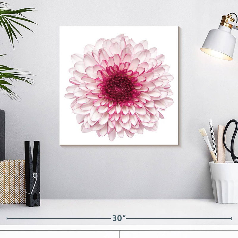 Chrysanthème rose Harnek, H 16 po x l 16 po