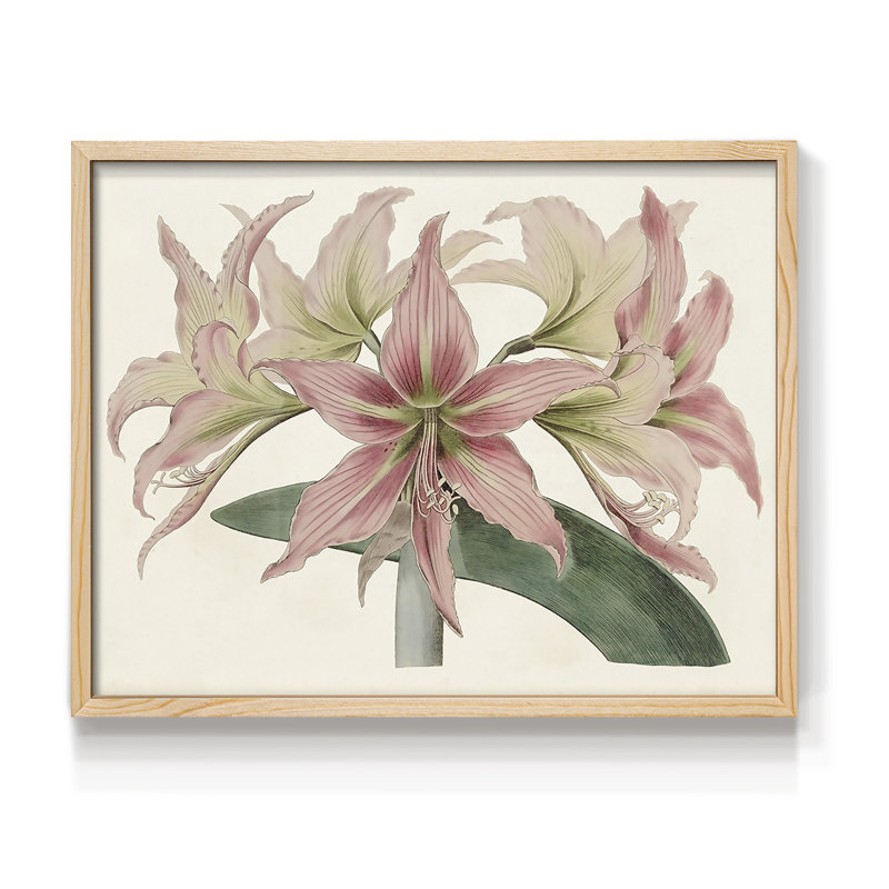 Amaryllis Varietals I -Framed Print - Restickable, 22" H x 28" W, Natural