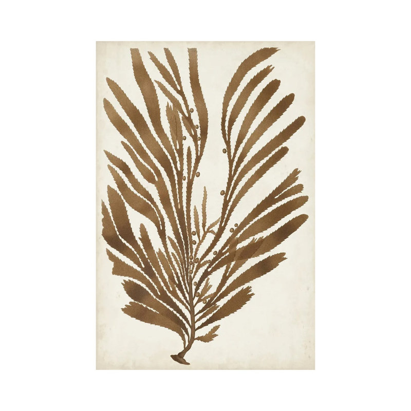Sepia Seaweed II by Vision Studio - Gallery-Wrapped Canvas Giclée on Canvas, 20.32 cm H x 30.48 cm W, Canvas