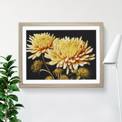 Astonishing Chrysanthemum Flowers - Single Picture Frame Print