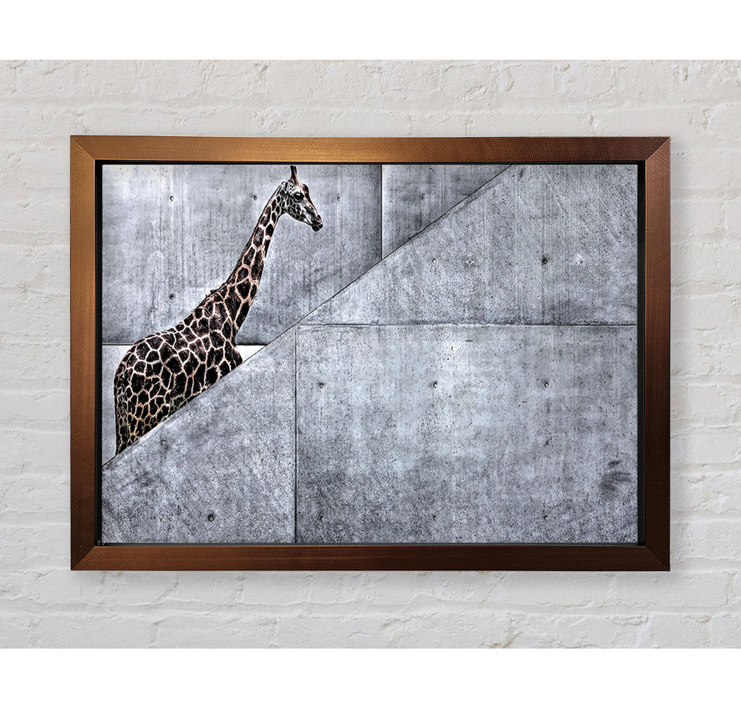 Giraffe klettert die Treppe Gerahmter Druck