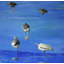 Feeding Time Print by Phyllis Adams-2081941928