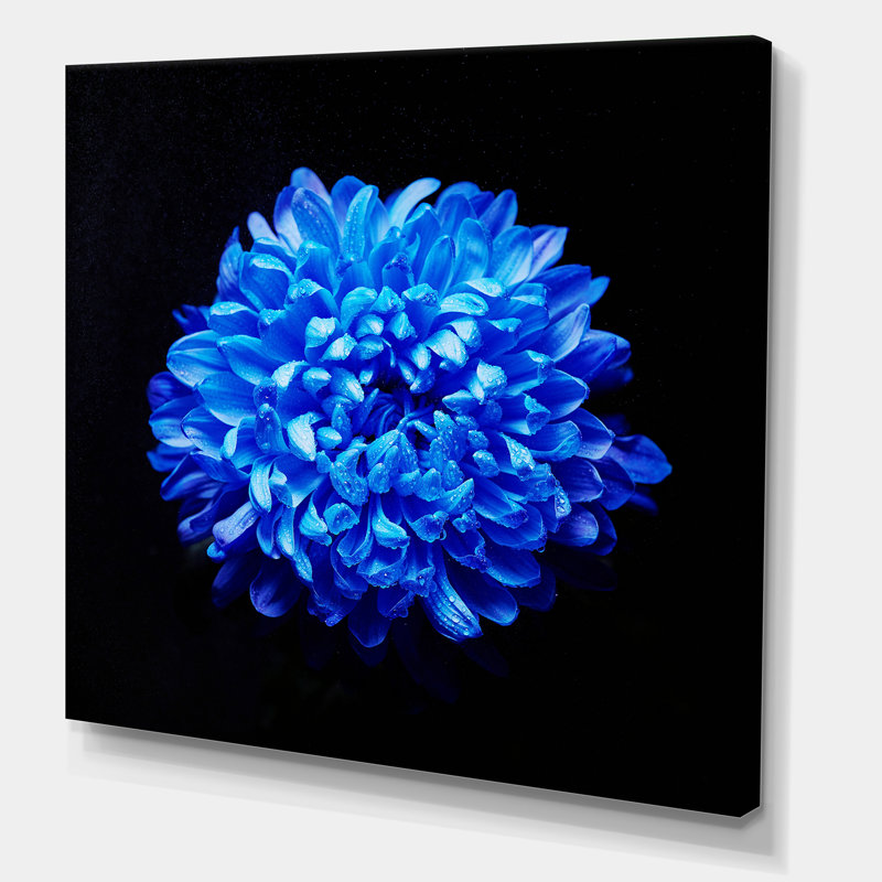 Aster bleu avec gouttes de rosée - photographie sur toile, H 30 po x l 30 po x P 1 po, Toile tendue