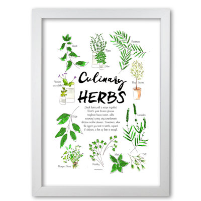 Culinary Herbs - Single Picture Frame Print