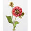 Dahlia 20 po mauve-539417853