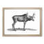 An Elk In Black And White by George Shaw - Single Picture Frame Print-55544841-55544842