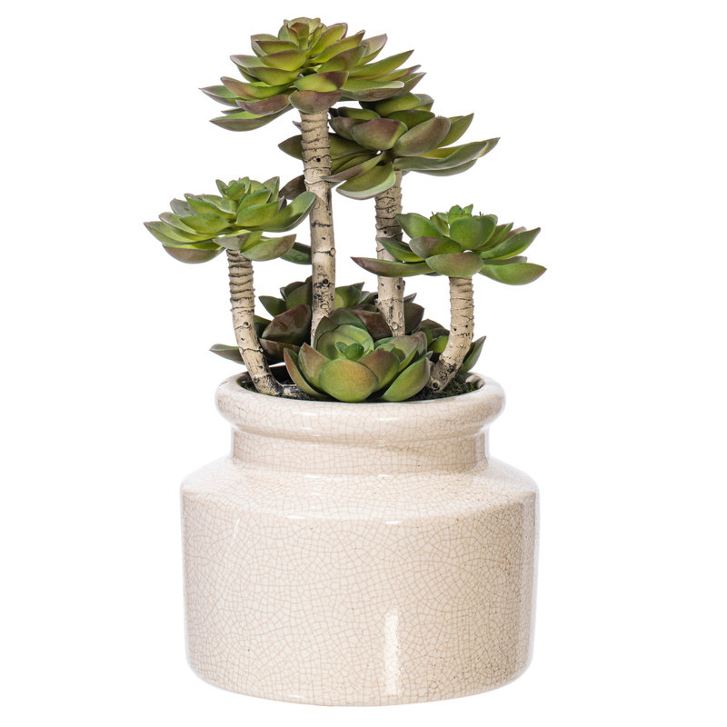 Plante grasse en pot