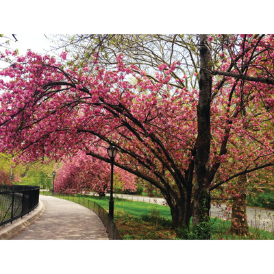 " Cherry Blossom Tree " Print
