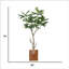 Figuier 79 po en pot