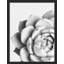 «Succulent Cactus Black and White Rosebud Gros plan» sur papier-98266623-98266625