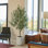 7FT Olive Tree KD