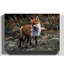 Red Fox Photographic - Wrapped Canvas-19091679