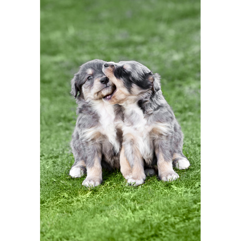 Deux beaux chiots par zone - Photographie sur toile tendue, L 12 po x H 18 po