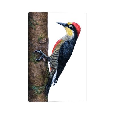 Yellow-Fronted Woodpecker by Mikhail Vedernikov - Wrapped Canvas Gallery-Wrapped Canvas GiclÃ©e -  East Urban Home, A8680962A3F94AB18D6C55A72D911292