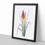Red Hot Poker Flower by Pierre-Joseph Redoute - Picture Frame Painting Print-55597958-55597957