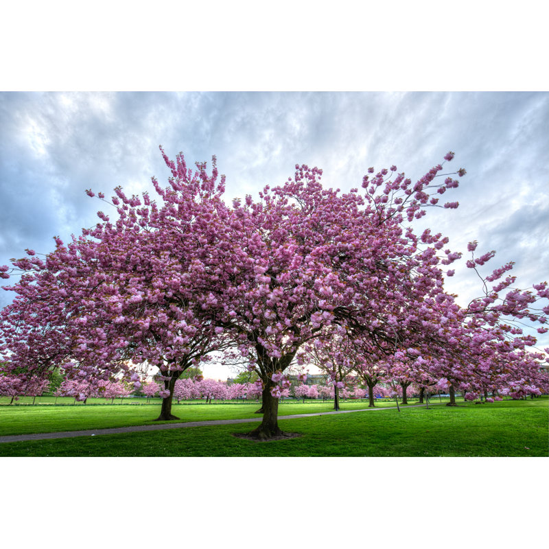 Cherry Blossom Trees by Mikeuk - No Frame Print on Canvas, 81cm H x 122cm W