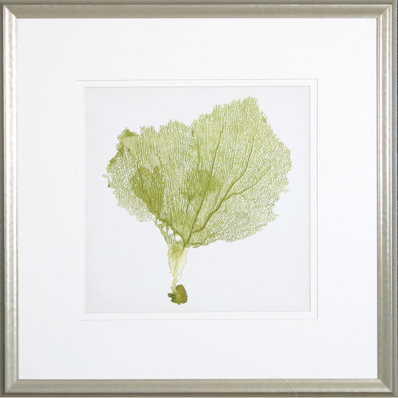 Sea Fan VIII Print by Vision