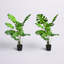 Ensemble de 2 plantes artificielles en pot Monstera Deliciosa