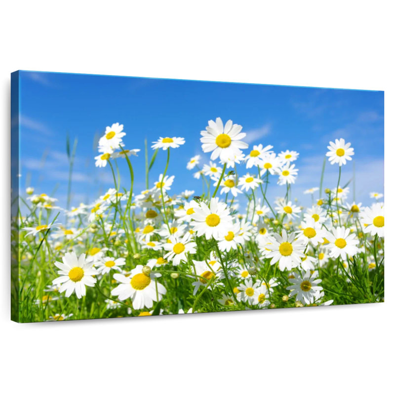 Alvord Daisies On A Sunny Day, H 8 po x l 12 po