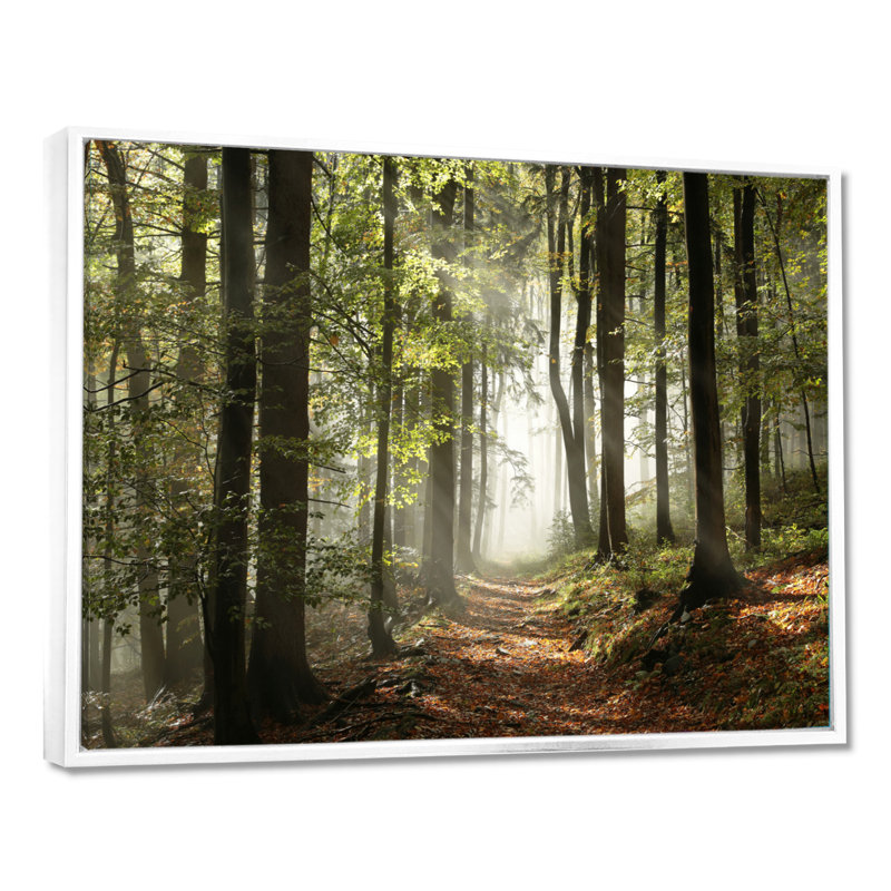 «Green Fall Forest with Sun Rays - Forest», reproduction de photo, H 30 po x l 40 po , Reproduction avec cadre flottant