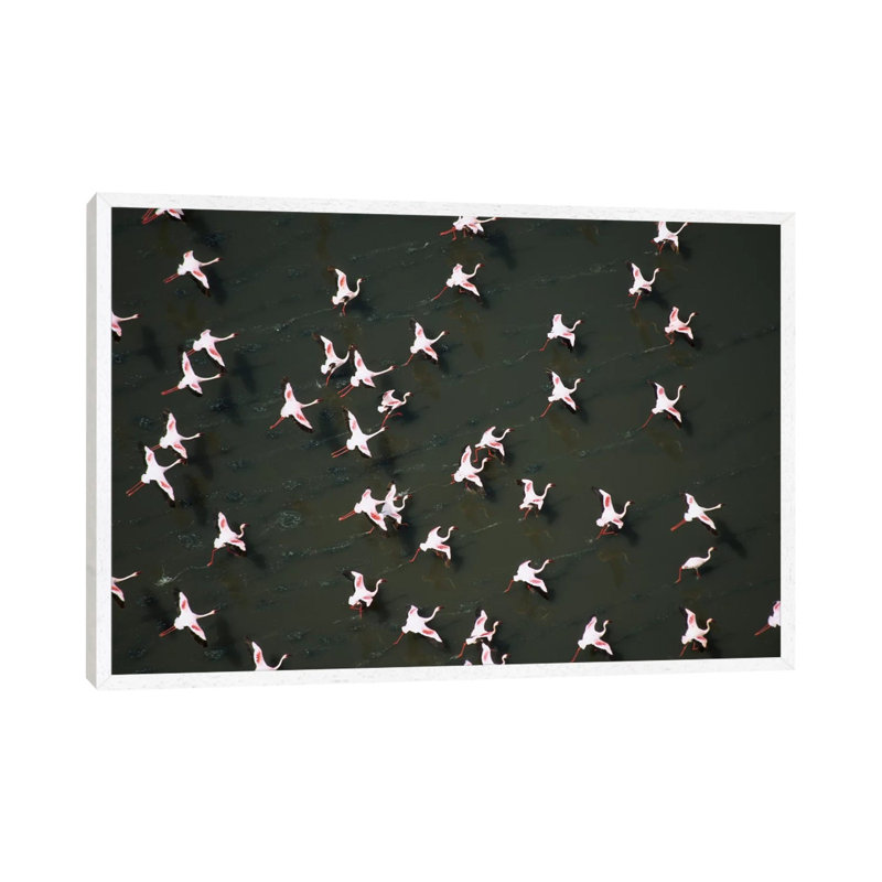 Lesser Flamingo Flock Taking Flight From The Surface Of A Lake, Kenya II by Tim Fitzharris - Gallery-Wrapped Canvas Giclée on Canvas