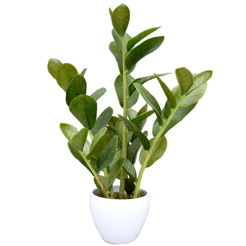 Plante grasse artificielle 22,5 po en pot