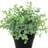 8.5'' Faux Eucalyptus Plant in Pot