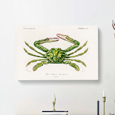 Green Crab by Charles D' Orbigny - Wrapped Canvas Painting