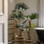 Potted Statement Palm 1580mm