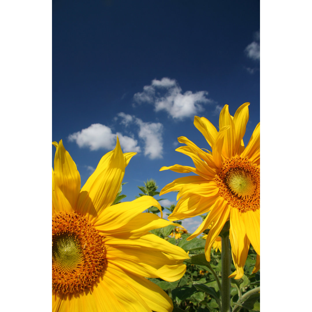 Feld der Sonnenblumen von Greg - Leinwandbild