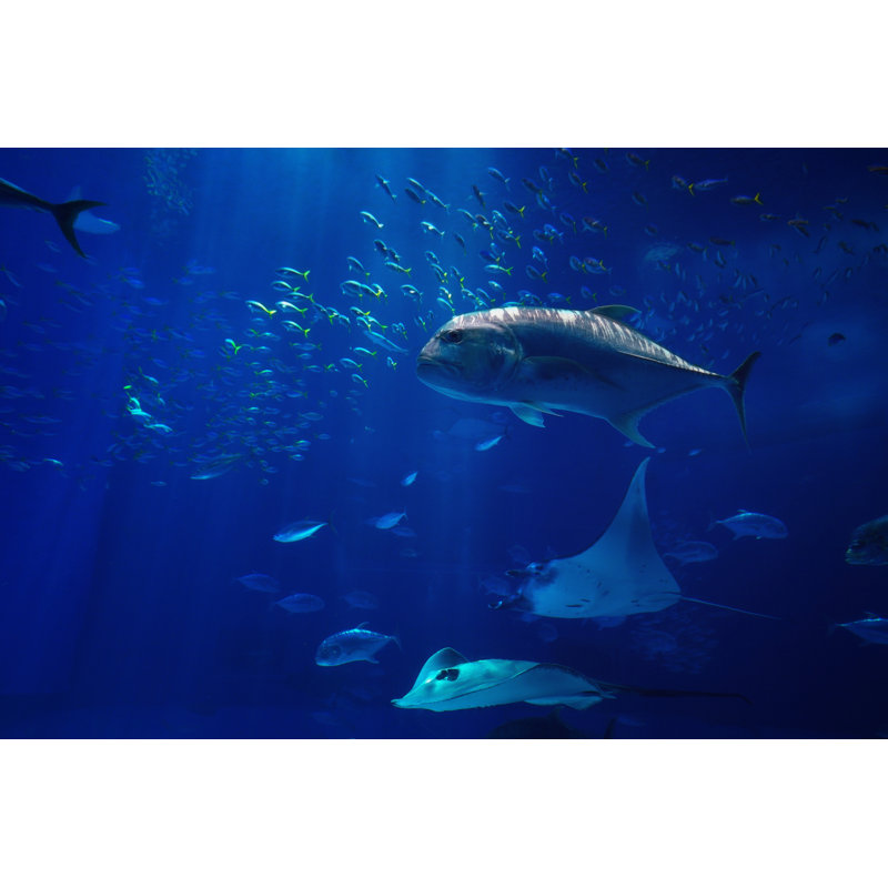 Tuna Fish - Wrapped Canvas Print, 61cm H x 91cm W x 3.8cm