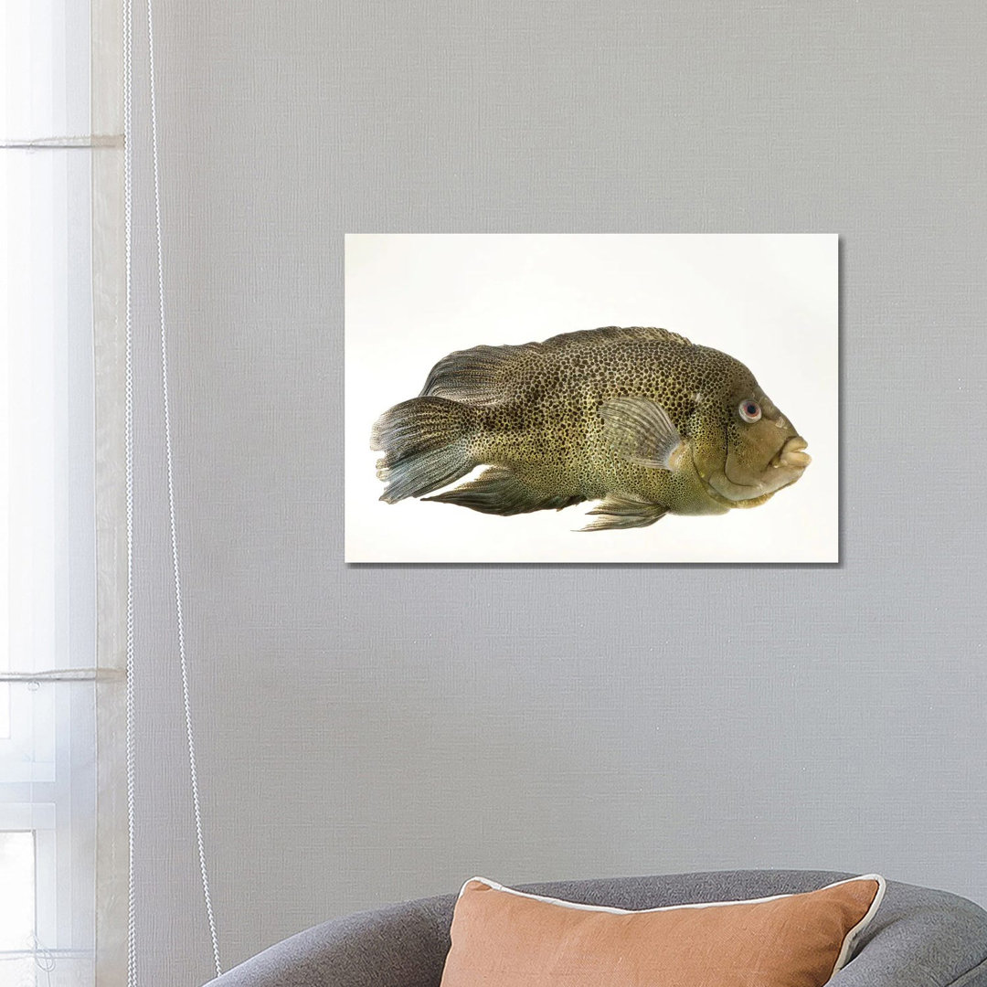 A Sinaloan Cichlid At The Arizona Sonora Desert Museum von Joel Sartore - Galerie-verpackte Leinwand Giclée auf Leinwand