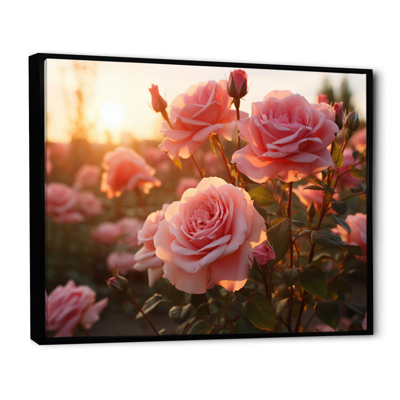 Champ de roses roses avec coucher de soleil, Cadre flottant noir, H 30 po x l 40 po x P 1,5 po