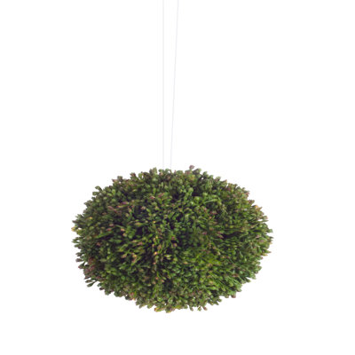 Malchow Sedum Orbs