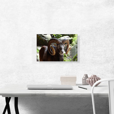 " Ram Zoo Decor "