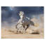 Cheval blanc andalou dans la poussière du désert - impression sur toile tendue-29490980