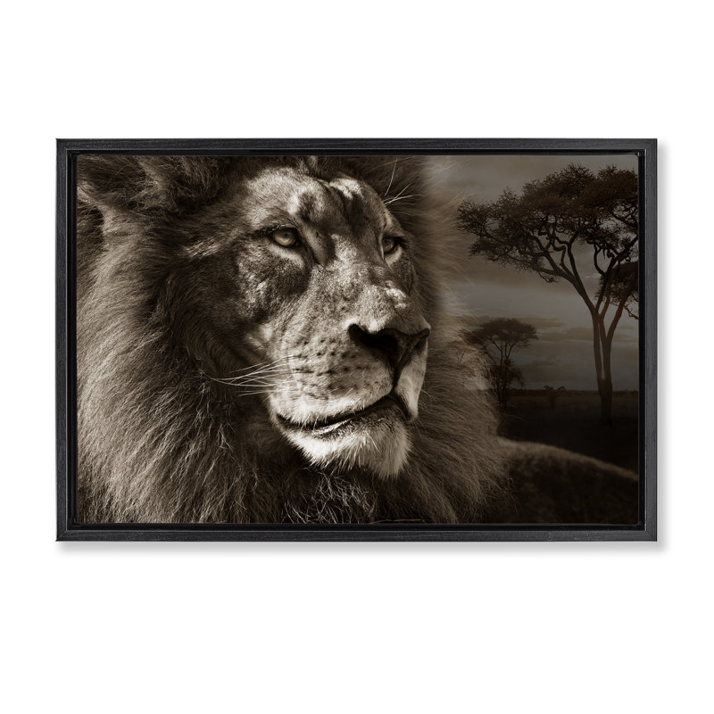 Portrait de lion sur la savane, Cadre flottant noir de jais, 17" H x 25" W