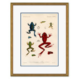 Frogs Giclee Print by Soicher Marin Archives