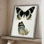 «Antique Blue Butterflies I», reproduction encadrée - bois massif-1106128626
