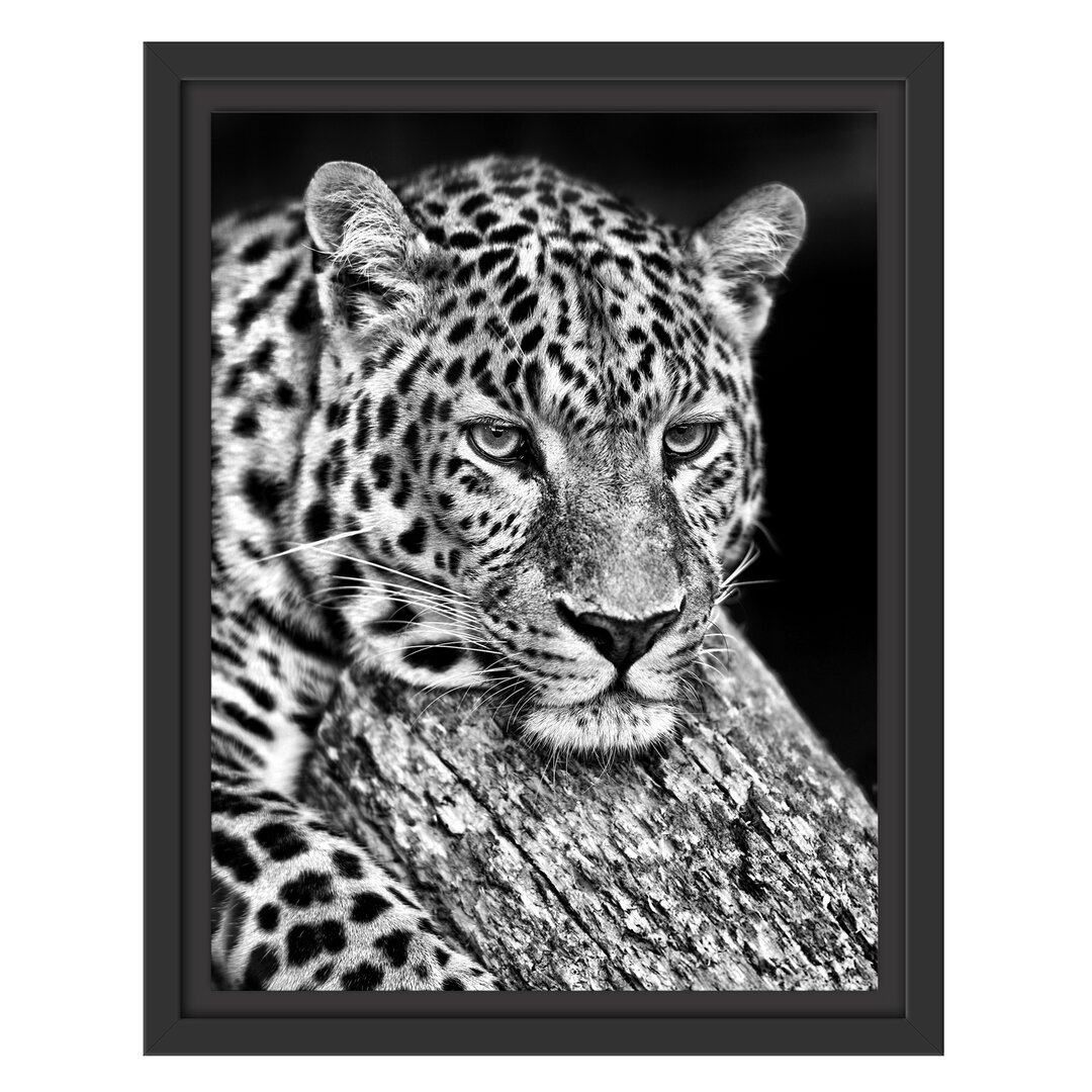 Gerahmtes Wandbild Ruhiger Leopard