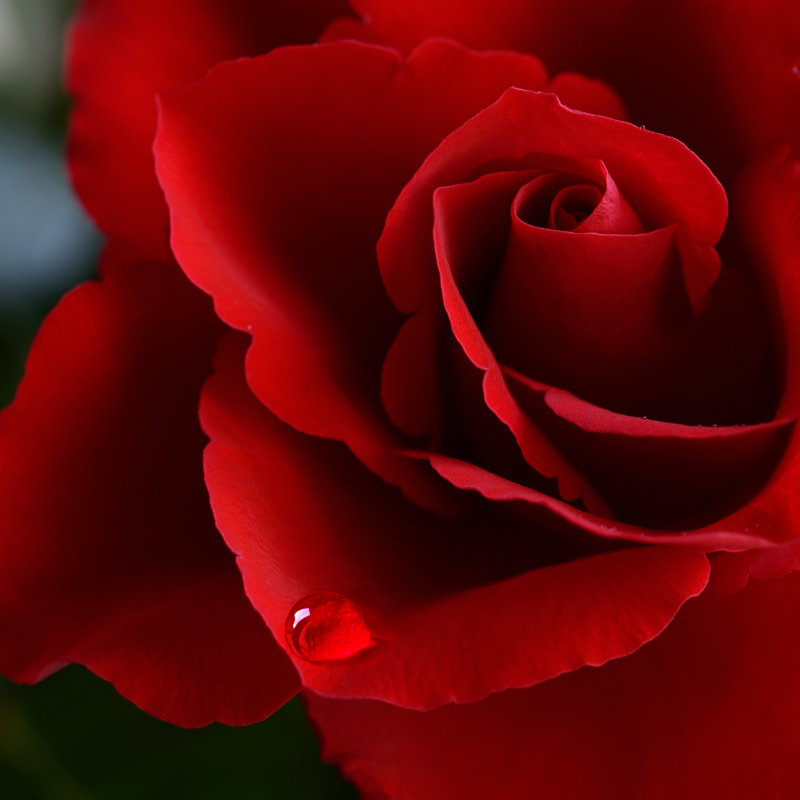 Valentine Rose With Tear by Cogent-Marketing - Wrapped Canvas Print, 91cm H x 91cm W x 3.8cm D