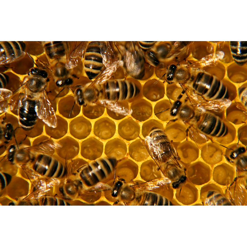 Bees by Florintt - Wrapped Canvas Print