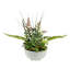 Plante grasse artificielle en pot 11,5 po