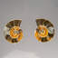 Two Genuine Polished Calcified Ammonite Halves in Display Box (15 Grams)