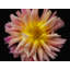 Dahlia Print by Harold Davis-65859281-132457095