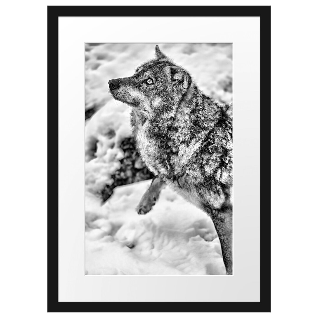 Gerahmtes Poster Schöner Wolf im Schnee