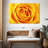 Harnek Lemony Rose-108701546