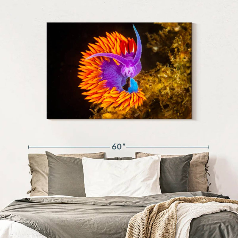 Crowle Spanish Shawl Nudibranch