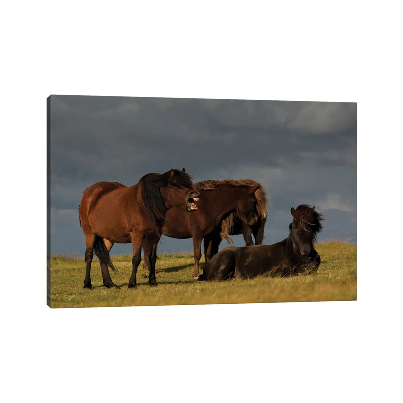 Jagger by Torsteinn H. Ingibergsson - Wrapped Canvas Print, 20.32cm H x 30.48cm W x 1.905cm D