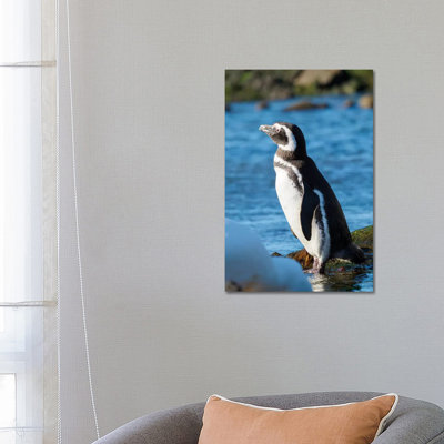 Magellanic Penguin At Rocky Shore, Falkland Islands by Martin Zwick - Wrapped Canvas Print